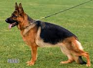 public/dog_images/804/1737915005.Osi von der Ostfriesischen Thingstätte.jpg